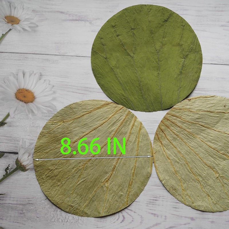 Rainlily Wen Dried Lotus Leaves Sushi Plate Decoration Round Shape 50 PCS Diameter for 8.5'' Food Wrapping Party Decoration Cooking Making Lo Mai GAI, Green - Image 2